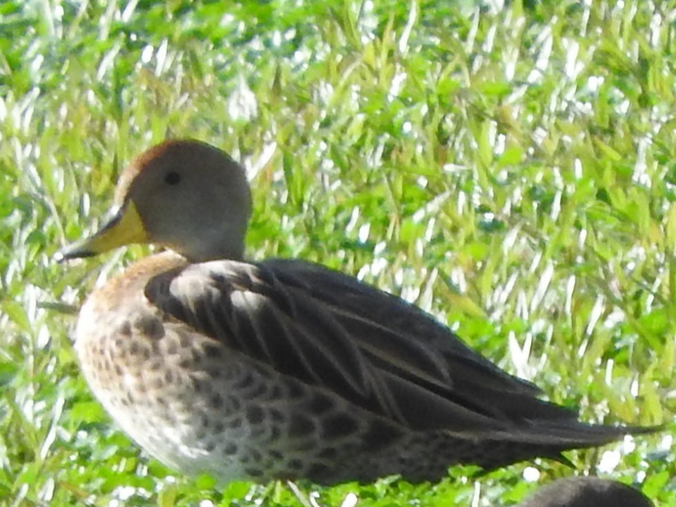 gulnebbstjertand - ML645031465