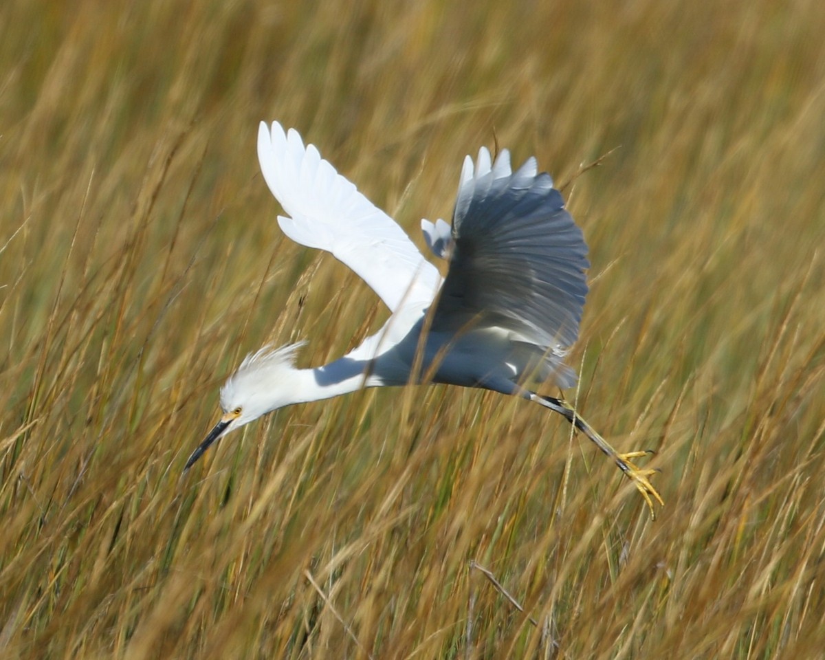 Snowy Egret - ML645031472