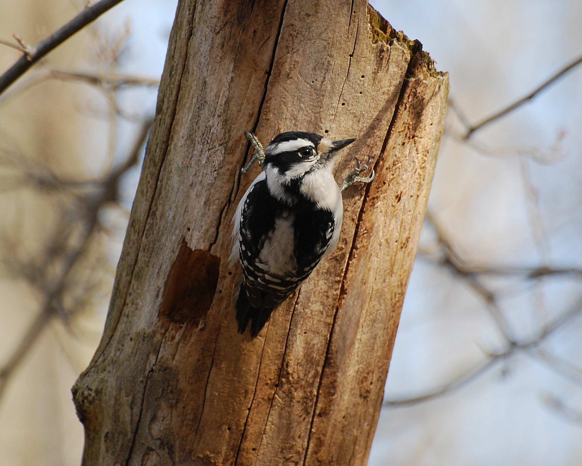 Downy Woodpecker - ML645031477