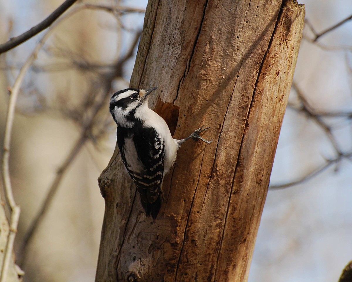 Downy Woodpecker - ML645031478