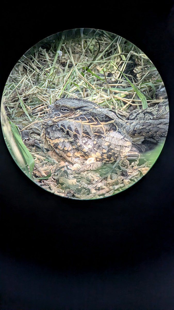 Пораке - ML645031481