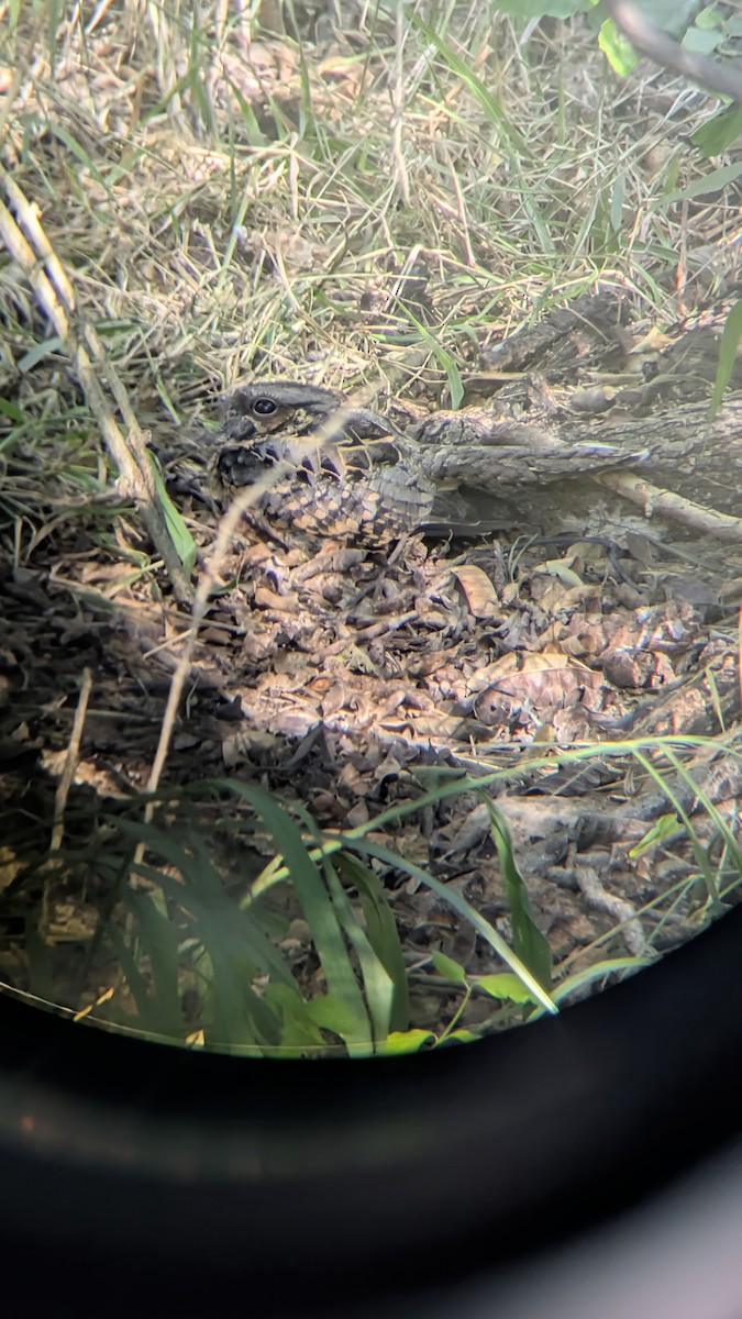 Пораке - ML645031482