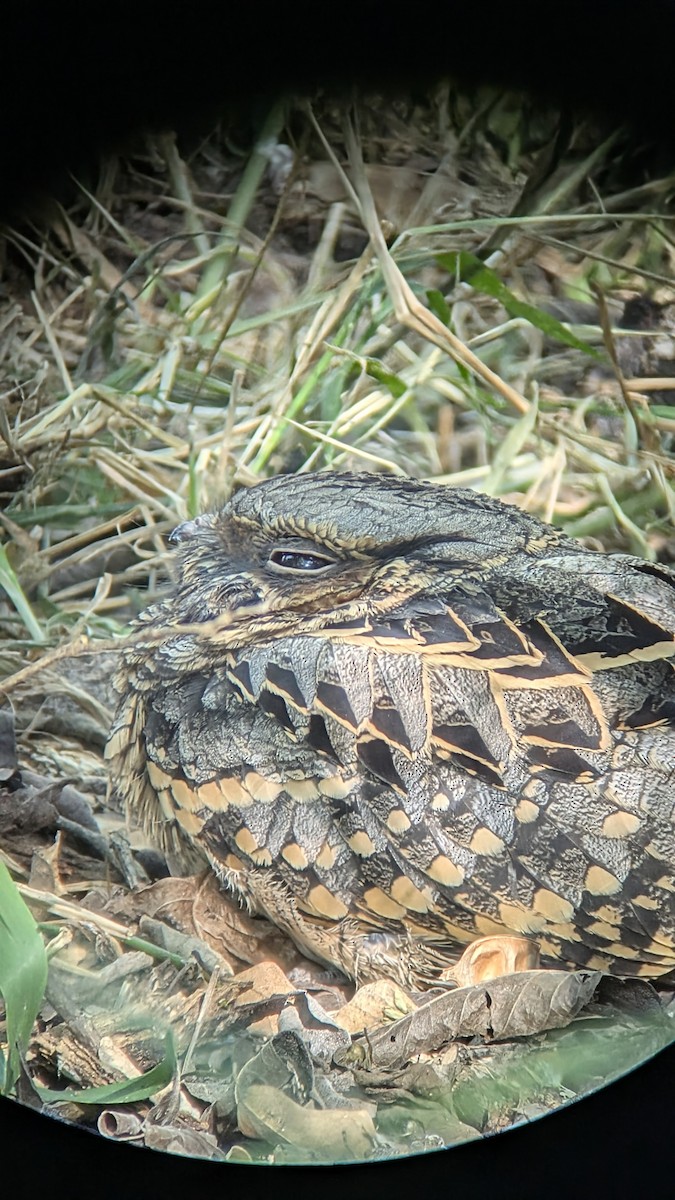 Пораке - ML645031483