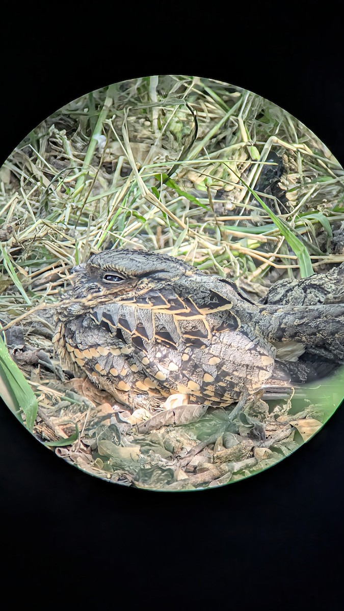 Пораке - ML645031484