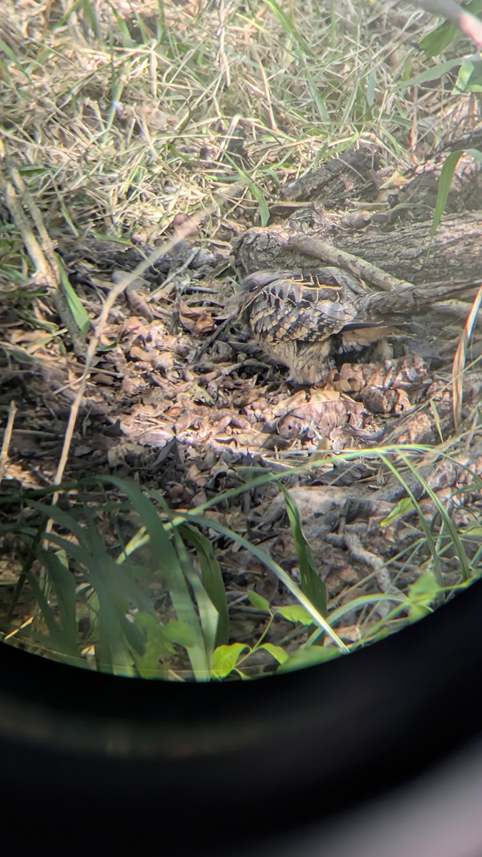 Пораке - ML645031485