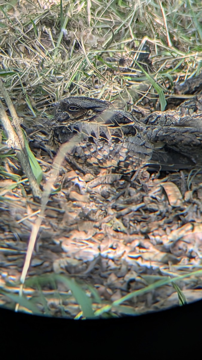 Пораке - ML645031486