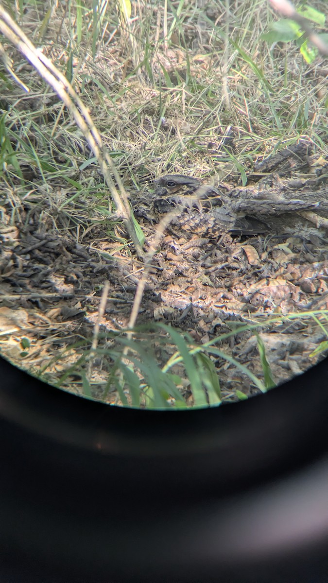 Пораке - ML645031487