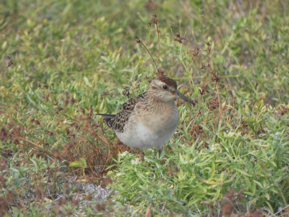 Sharp-tailed Sandpiper - ML645031492