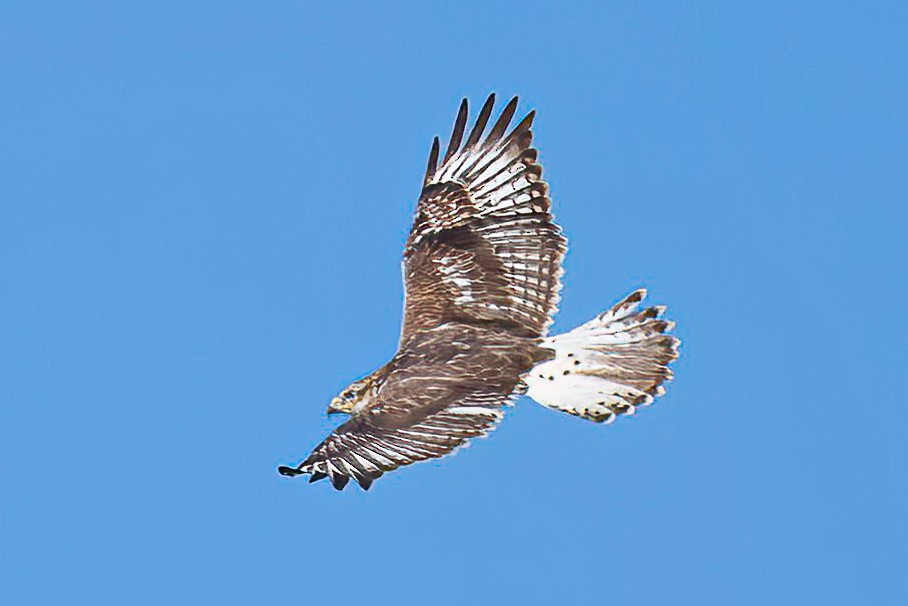 kongevåk - ML645031493