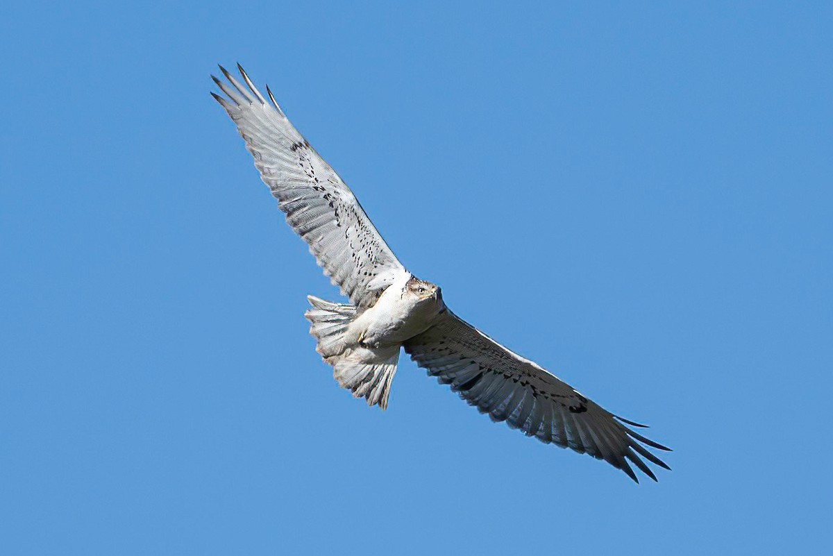 kongevåk - ML645031494