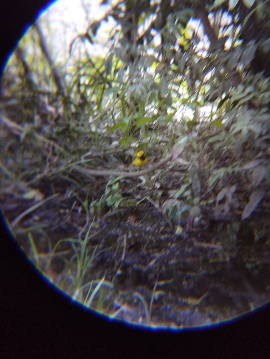 Болотянка чорногорла - ML645031502