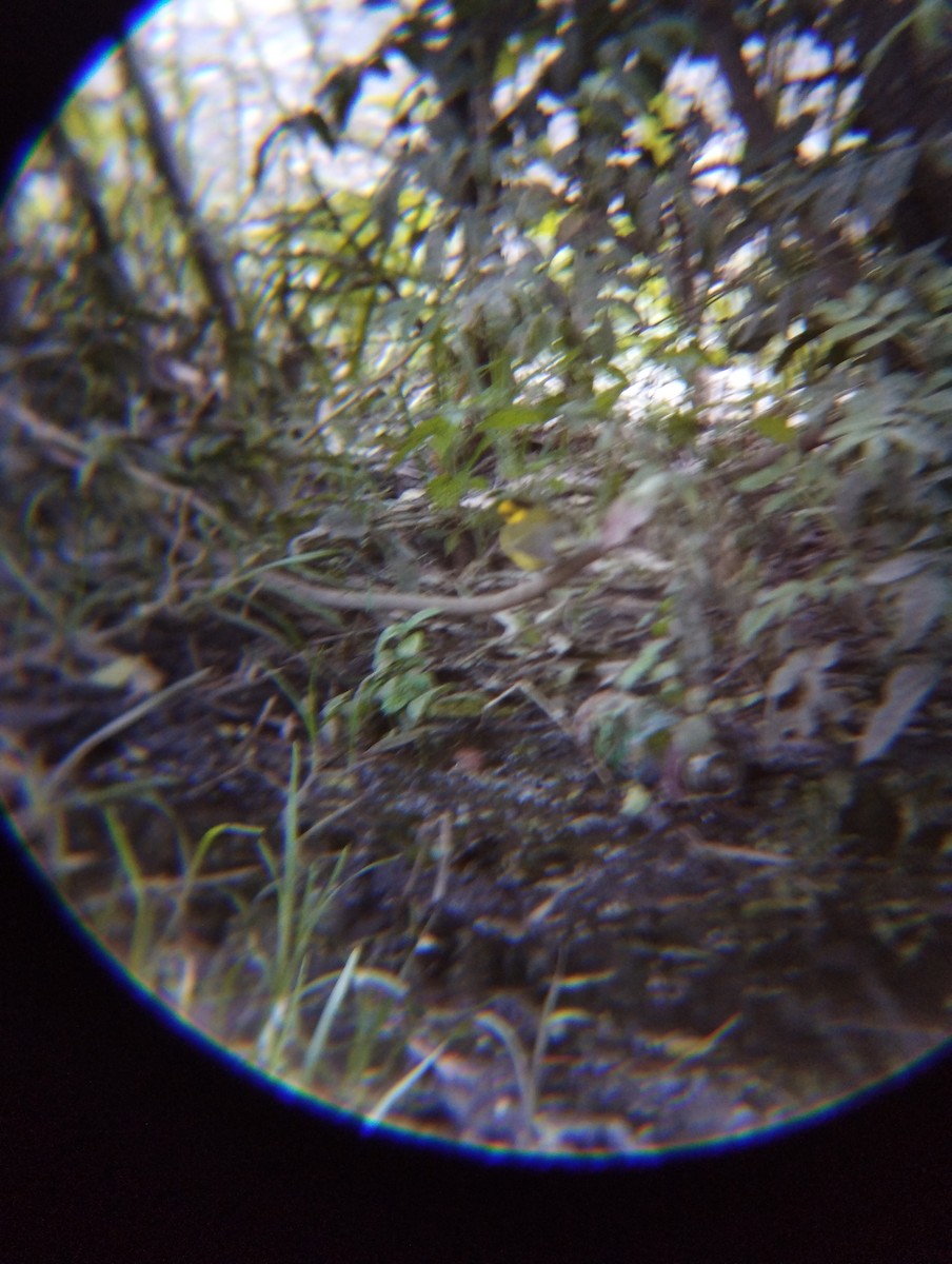 Болотянка чорногорла - ML645031504