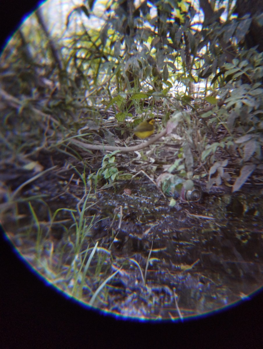 Болотянка чорногорла - ML645031505