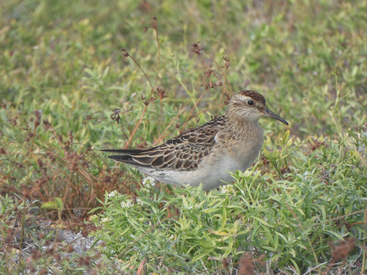 Sharp-tailed Sandpiper - ML645031506