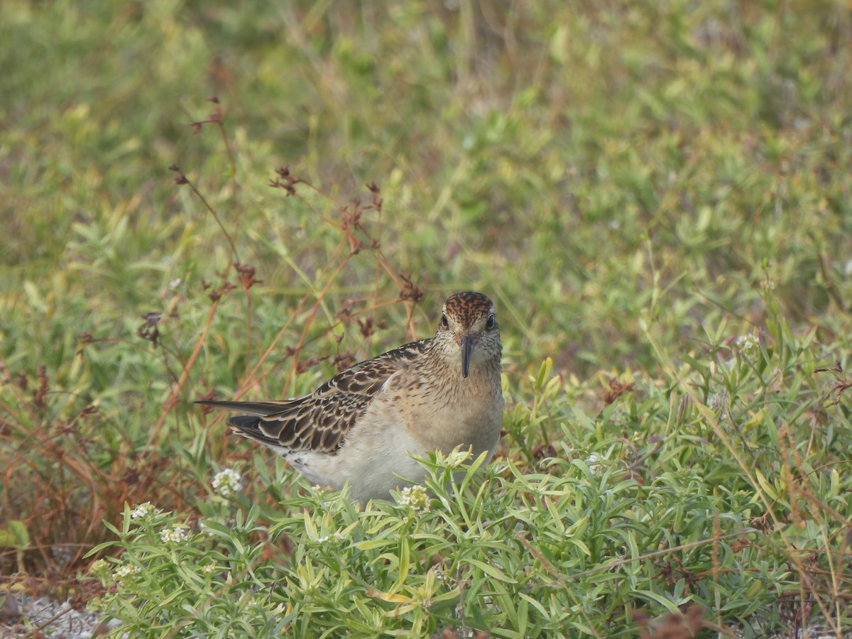 Sharp-tailed Sandpiper - ML645031507