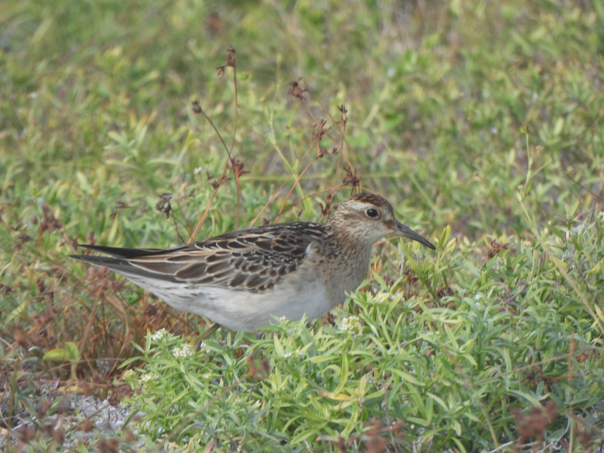 Sharp-tailed Sandpiper - ML645031510