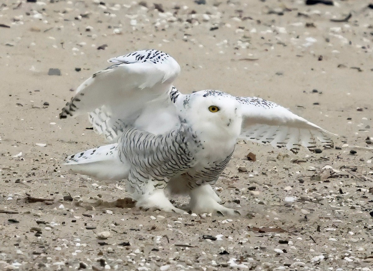 Snowy Owl - ML645031511
