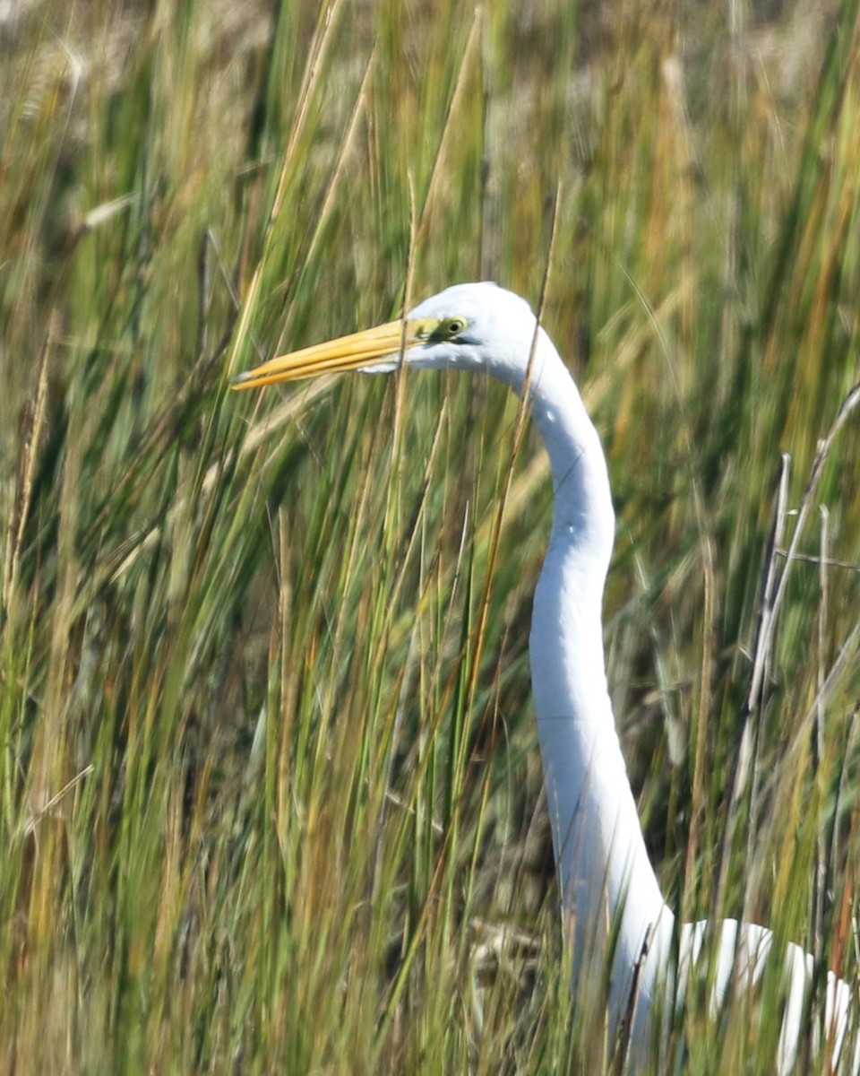 Great Egret - ML645031514