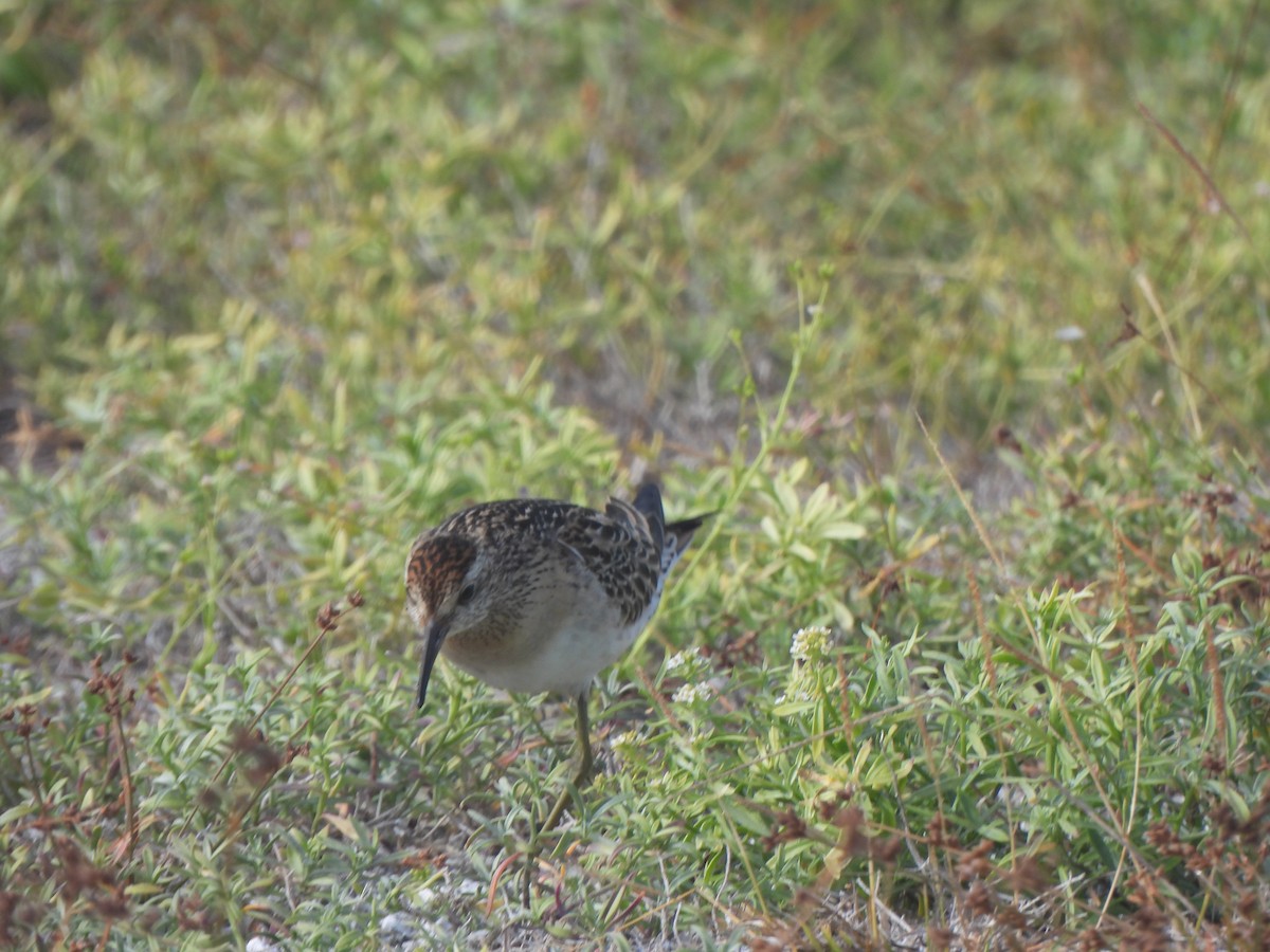 Sharp-tailed Sandpiper - ML645031515