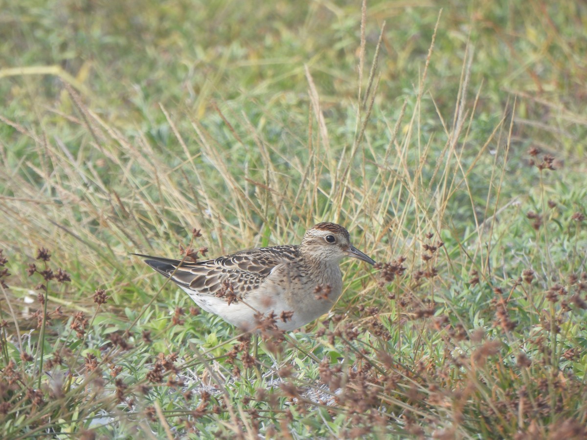 Sharp-tailed Sandpiper - ML645031520