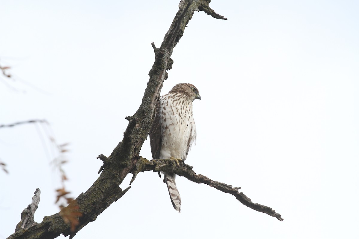 Cooper's Hawk - ML645031521
