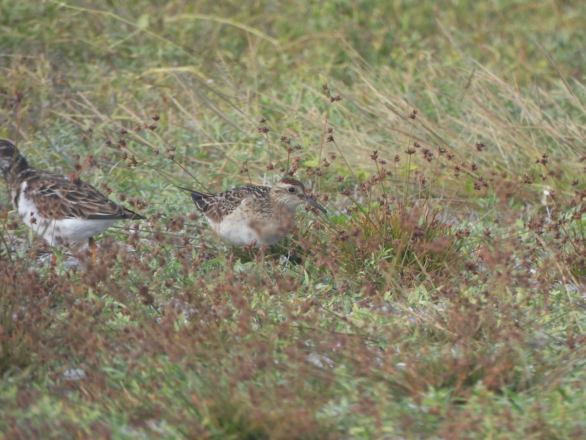 Sharp-tailed Sandpiper - ML645031526
