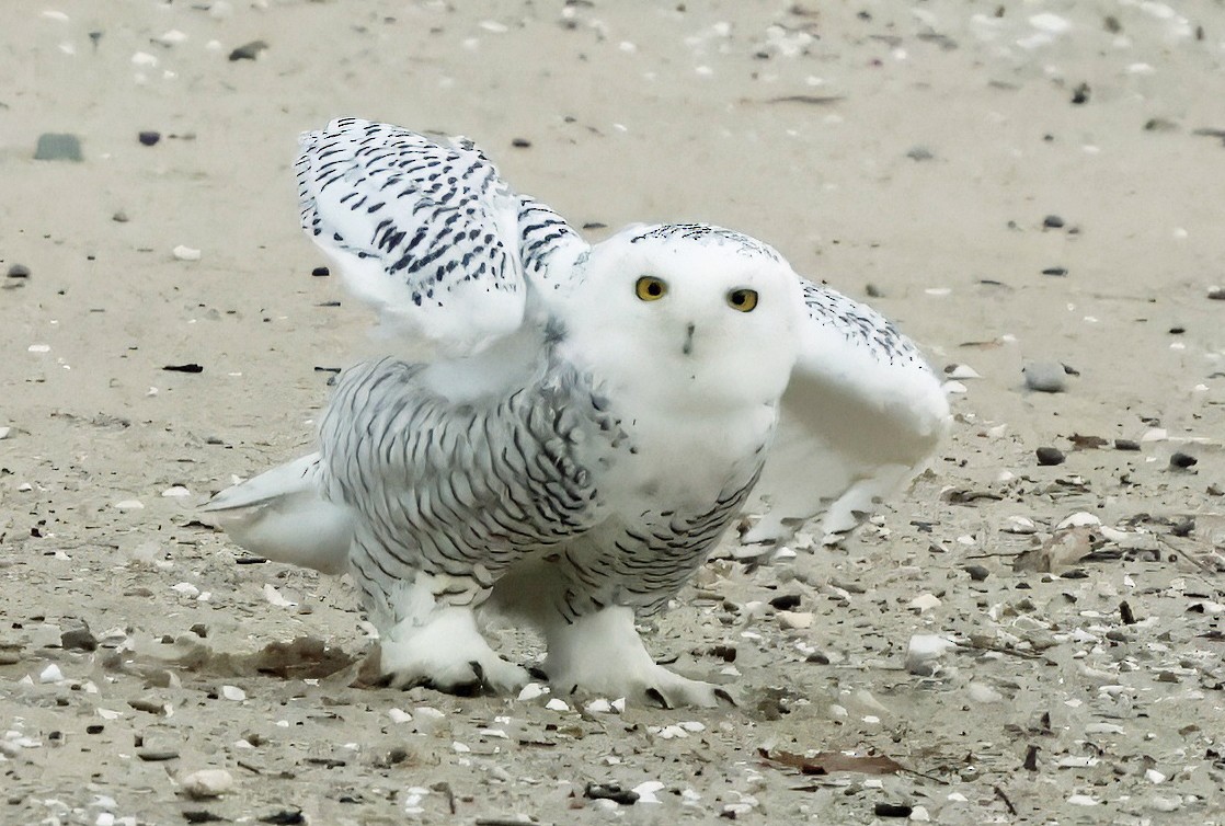Snowy Owl - ML645031529
