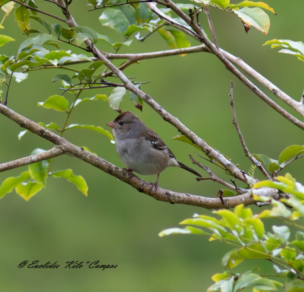 White-crowned Sparrow - ML645031531