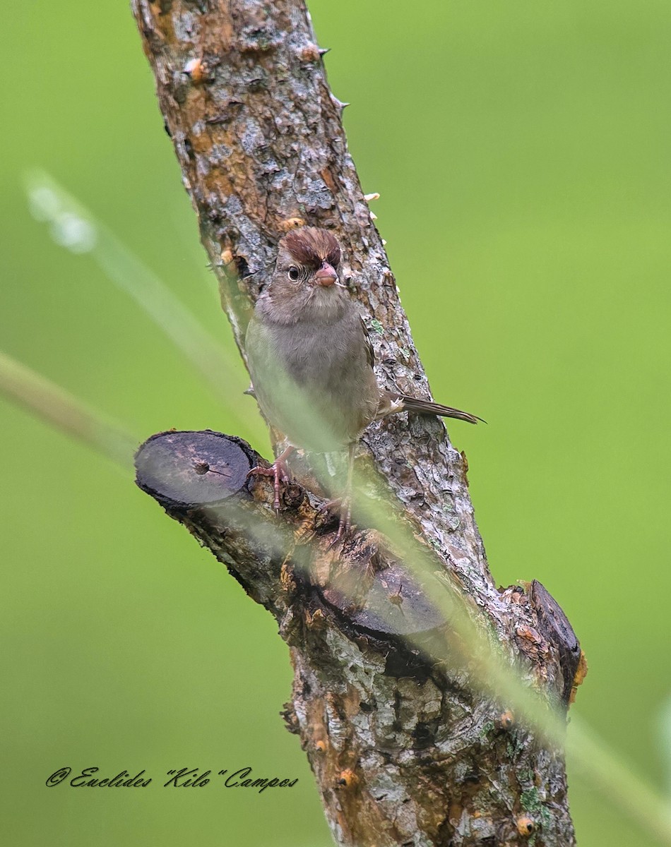 White-crowned Sparrow - ML645031532