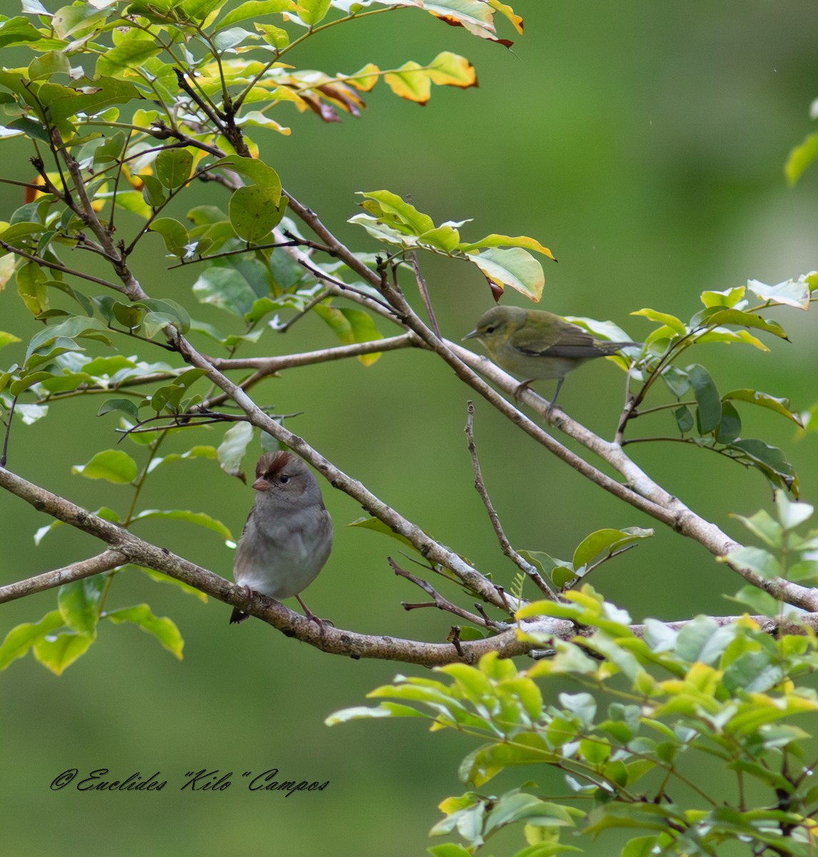 White-crowned Sparrow - ML645031534