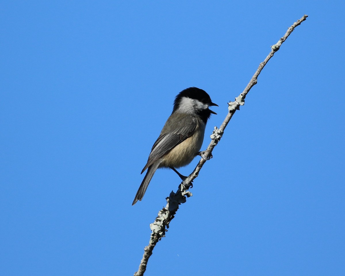 Carolina Chickadee - ML645031535