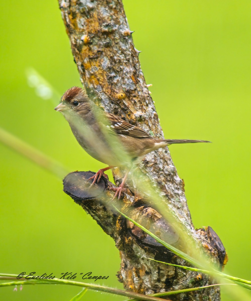 White-crowned Sparrow - ML645031536