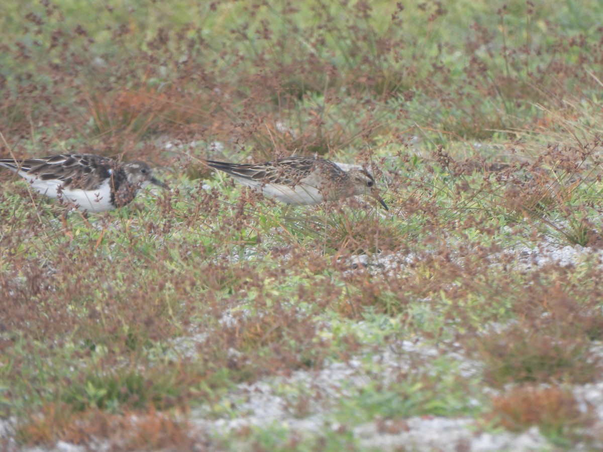 Sharp-tailed Sandpiper - ML645031542