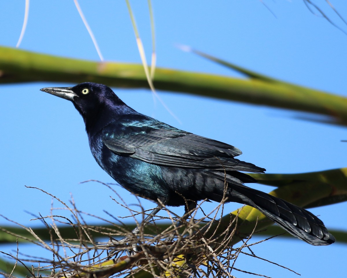 Boat-tailed Grackle - ML645031545