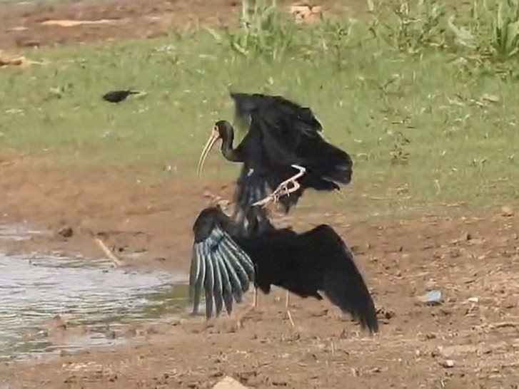 Ibis Afeitado - ML645031551