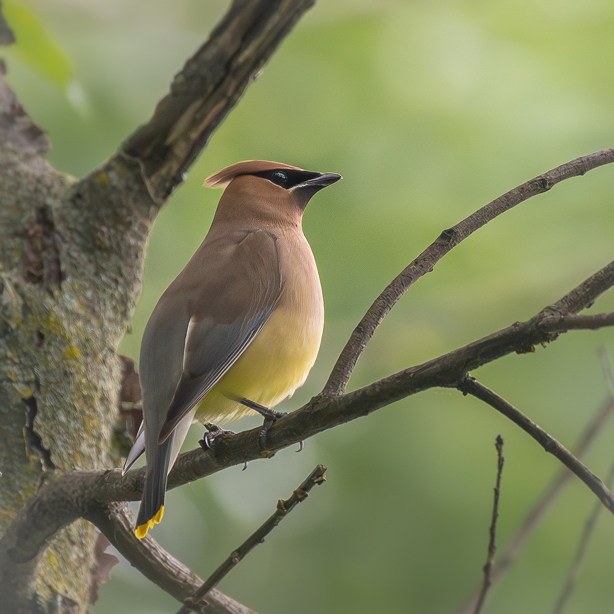 Sedir İpekkuyruğu - ML645031553