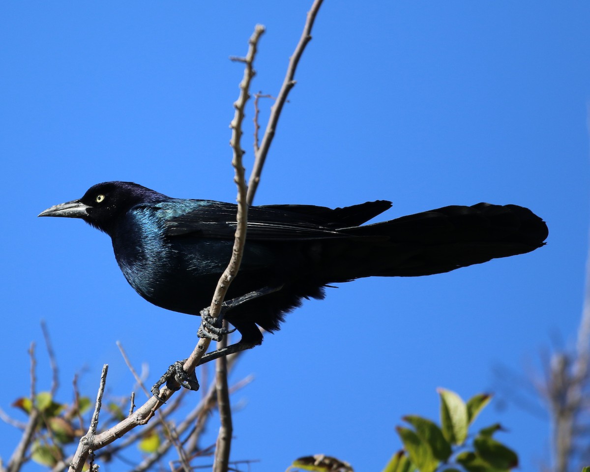 Boat-tailed Grackle - ML645031557