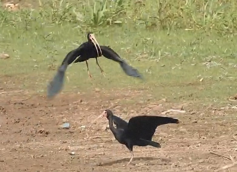 Ibis Afeitado - ML645031559