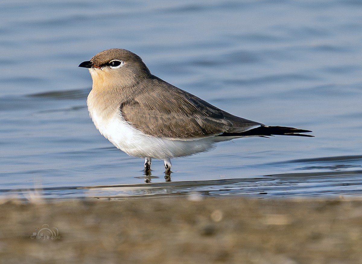 Small Pratincole - ML645031560