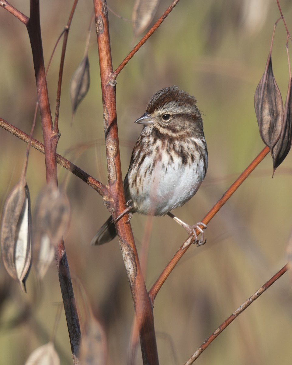 Song Sparrow - ML645031561