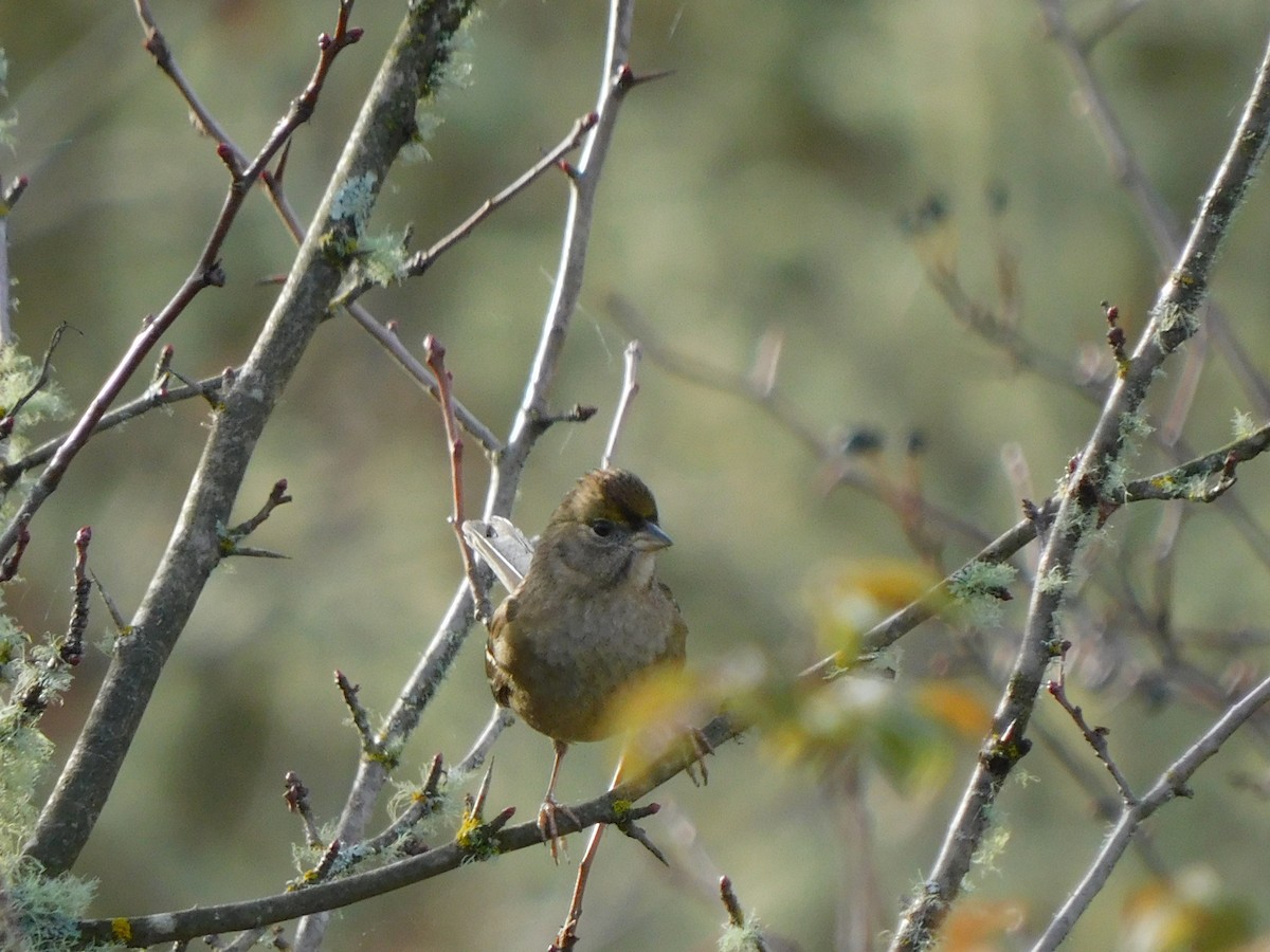 Golden-crowned Sparrow - ML645031565
