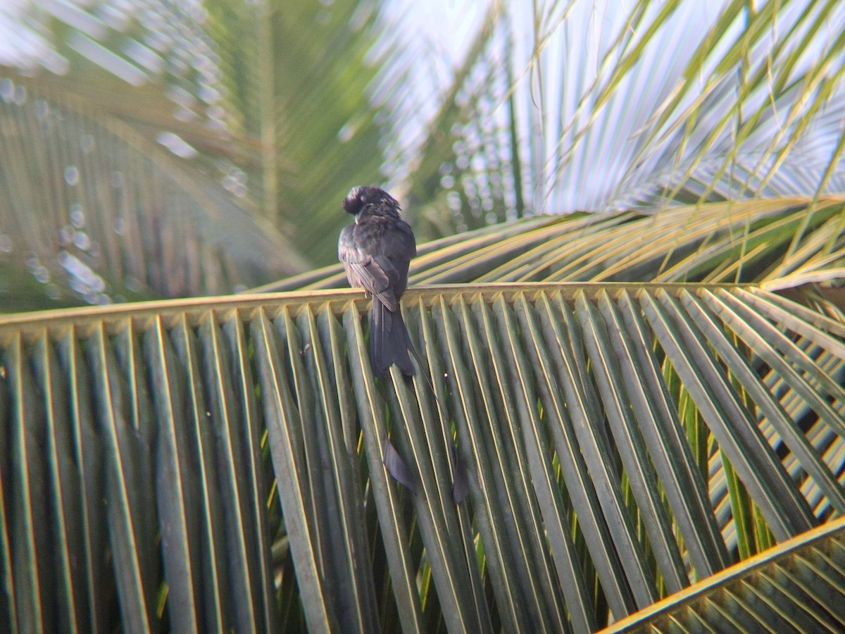 Greater Racket-tailed Drongo - ML645031569