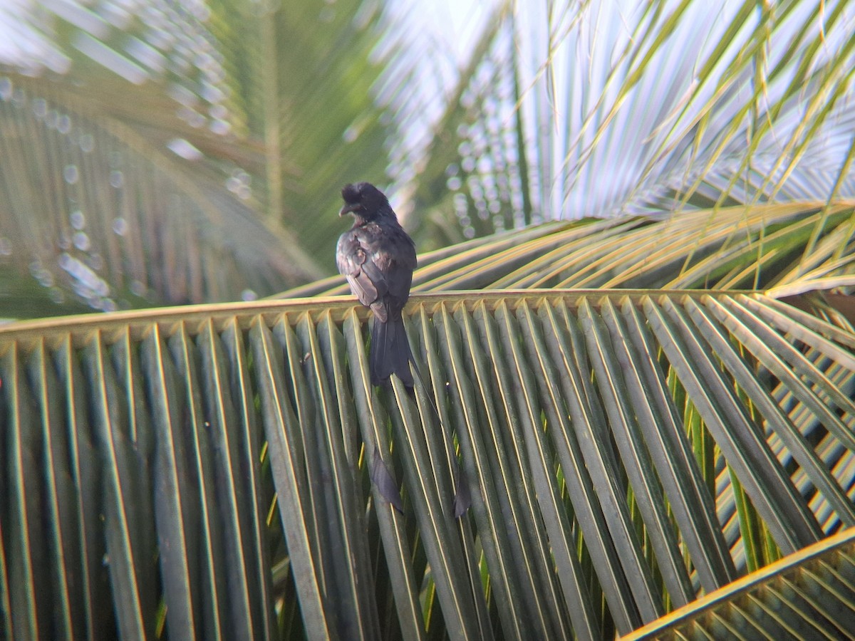 Greater Racket-tailed Drongo - ML645031570