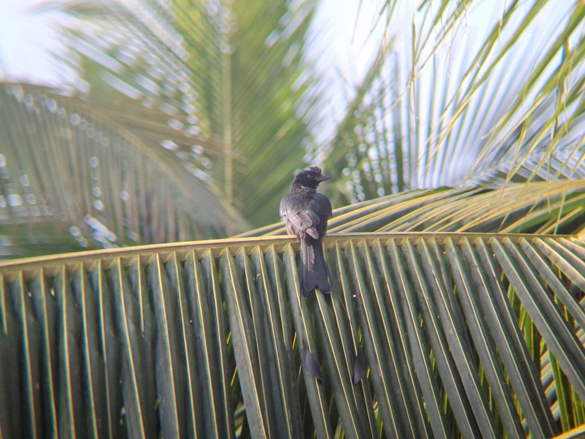 Greater Racket-tailed Drongo - ML645031571