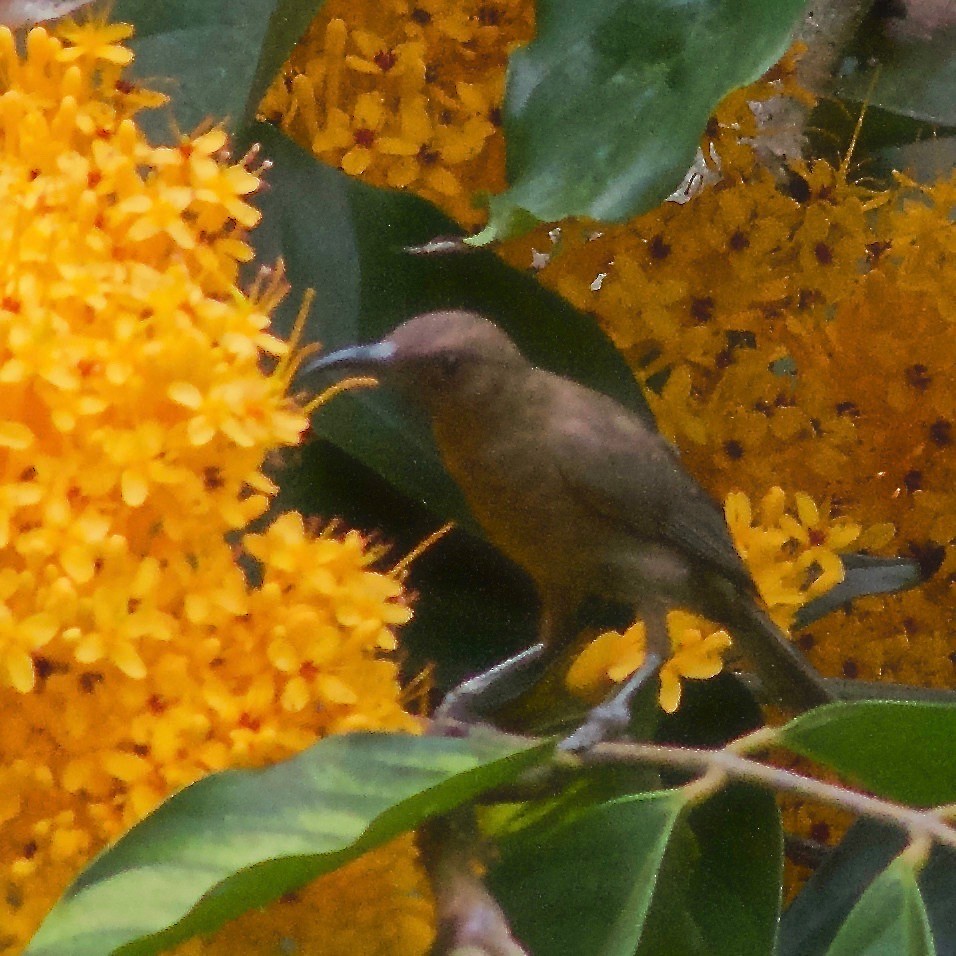 Dusky Myzomela - ML645031573