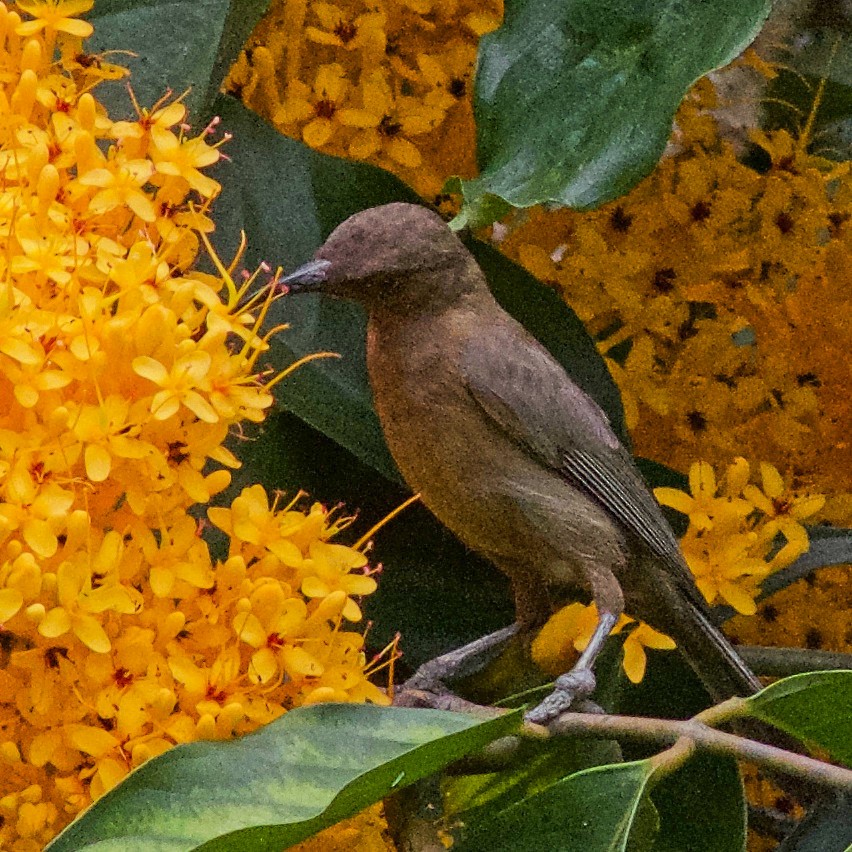 Dusky Myzomela - ML645031574