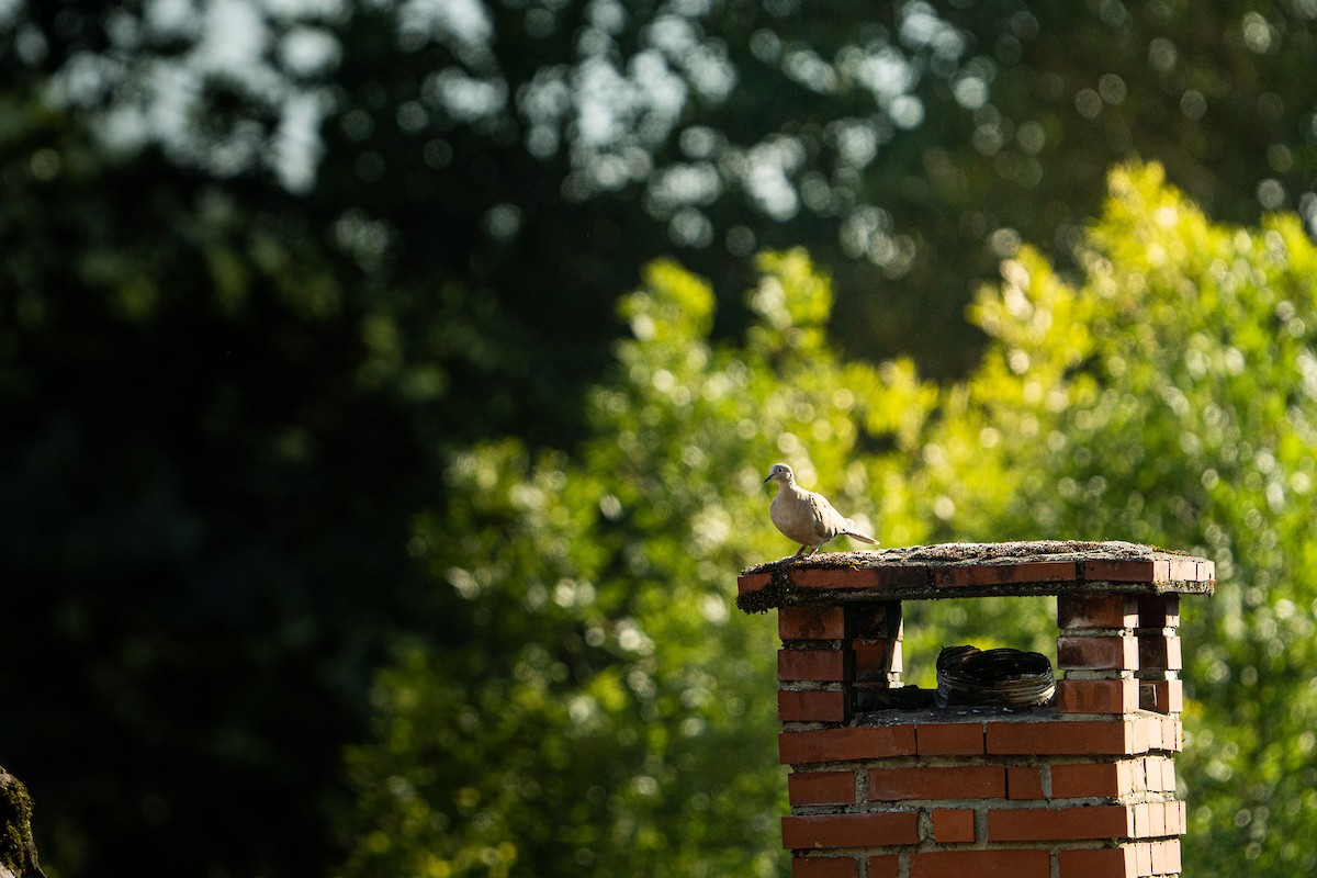 Eurasian Collared-Dove - ML645031575