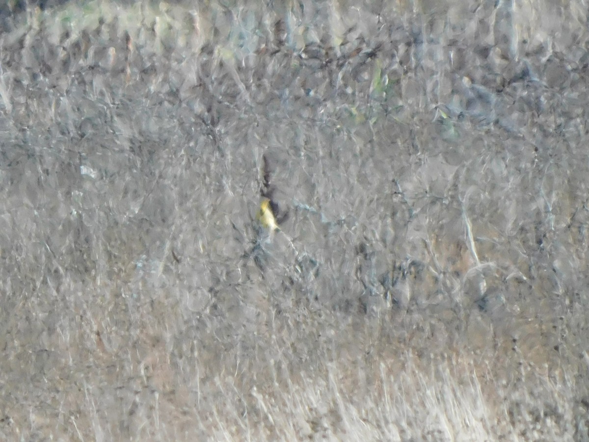 Western Meadowlark - ML645031576