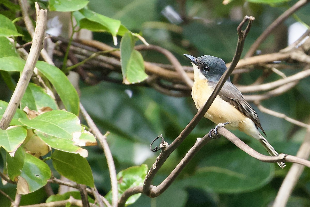 Rotbauchmonarch - ML645031595