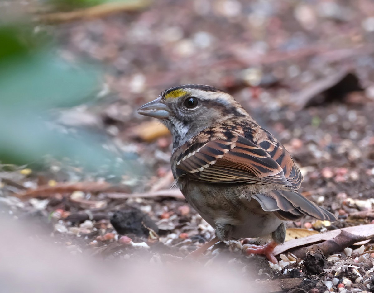 White-throated Sparrow - ML645031597